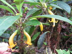 Scaevola glabra