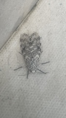 Hypercompe abdominalis