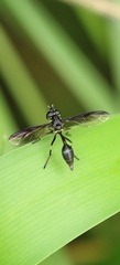 Salpingogaster