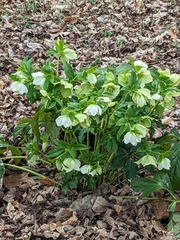Helleborus orientalis