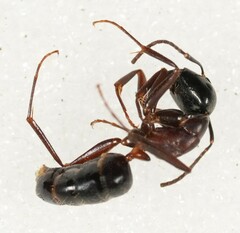 Camponotus