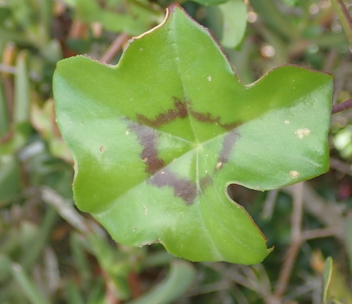 Pelargonium peltatum
