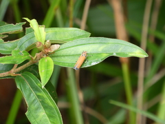 Bothrogonia addita