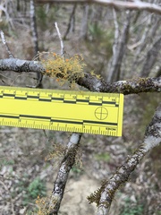 Teloschistes exilis