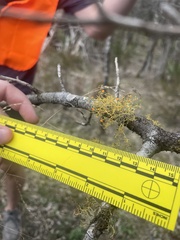 Teloschistes exilis