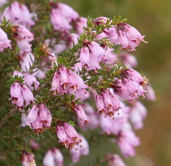 Erica australis