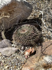 Mammillaria meiacantha