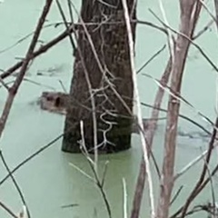 Myocastor coypus