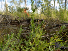 Genista germanica