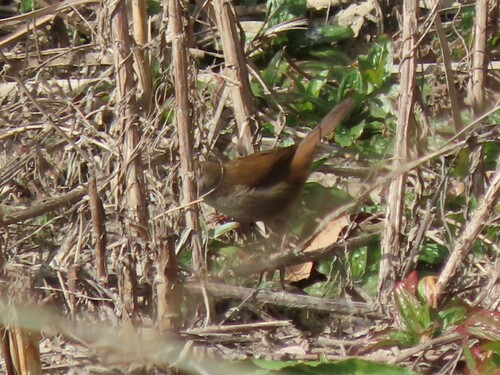Cetia ruiseñor (Cettia cetti)