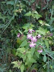 Pericallis echinata image