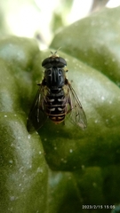 Asemosyrphus mexicanus