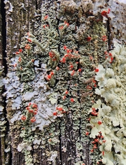 Cladonia cristatella