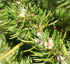 Cliffortia paucistaminea