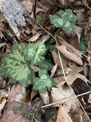 Hydrophyllum appendiculatum