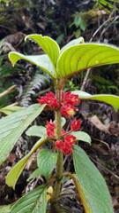 Glossoloma ichthyoderma