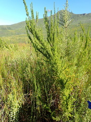 Cliffortia paucistaminea