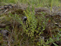 Genista germanica