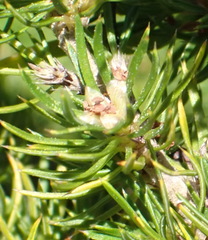 Cliffortia paucistaminea