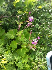 Pericallis tussilaginis image