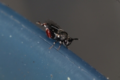 Brachymeria podagrica