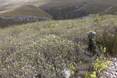 Adenandra gummifera