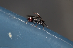 Brachymeria podagrica