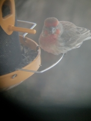 Haemorhous mexicanus