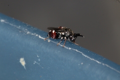 Brachymeria podagrica