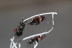 Brachymeria podagrica