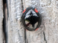 Hyperaspis bigeminata