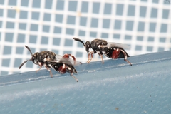 Brachymeria podagrica