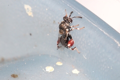 Brachymeria podagrica