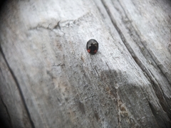 Hyperaspis bigeminata