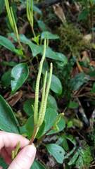 Piper tuberculatum