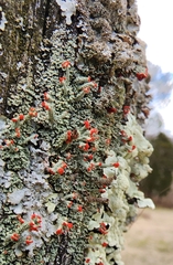 Cladonia cristatella