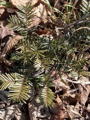 Taxus