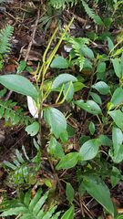 Piper tuberculatum
