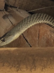 Cubophis cantherigerus