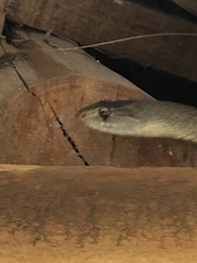 Cubophis cantherigerus