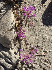 Abronia villosa