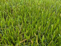 Lilaeopsis carolinensis