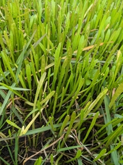 Lilaeopsis carolinensis