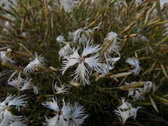 Dianthus arenarius
