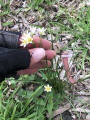 Nothoscordum bivalve
