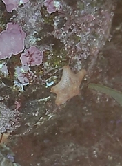 Asterina gibbosa