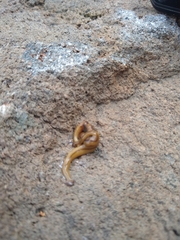 Bipalium adventitium