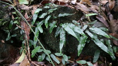 Arthropteris tenella