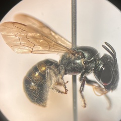 Calloceratina