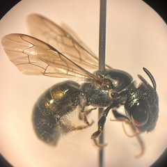 Calloceratina